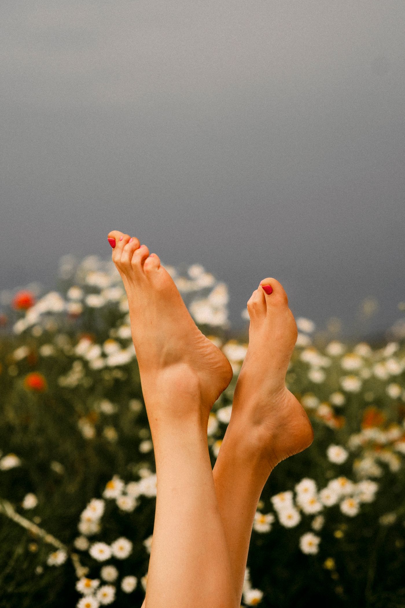 Pedicure with fresh chamomile flowers